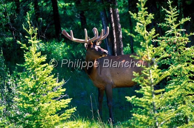 cerf virginie1.JPG - Cerf de Virginie ou Cerf à queue blancheWhite tailed deerOdocoileus virginianusCervidaeCanada